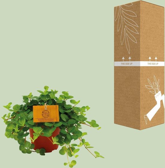 Peperomia Rotundifolia – Groene Kamerplant – Ø12 cm – ↨20 cm – Onderhoudsvriendelijk – Luchtzuiverend – Sierlijke Hangplant