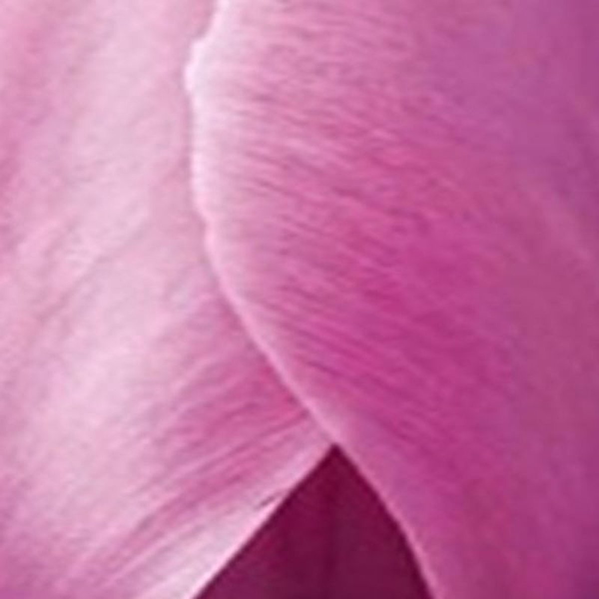JUB - Tulipa Purple Pride