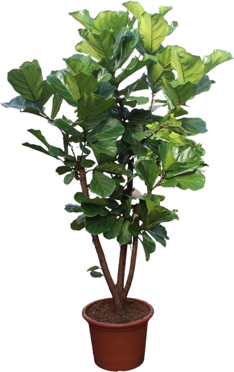 Green Harmony | Ficus Lyrata vertakt - 240 cm - ø50