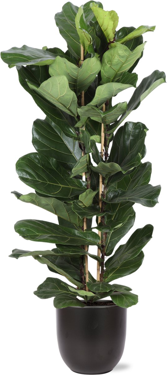 Green Harmony | Ficus Lyrata Ø27cm 140cm in Boule ANTRACIET pot