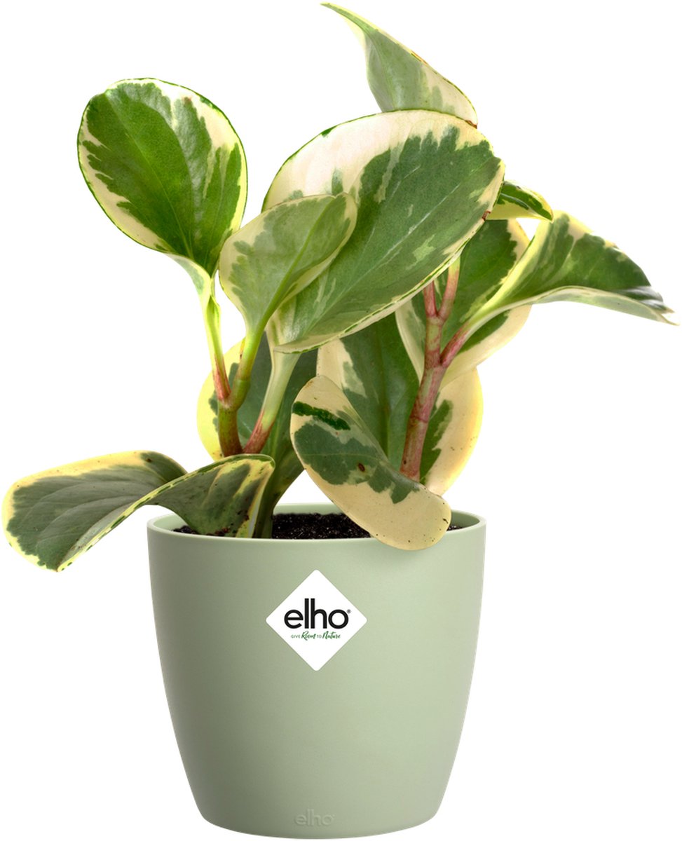 Elho Brussels Rond Mini 10.5 - Bloempot voor Binnen - Ø 11.0 x H 9.7 cm - Sorbet groen