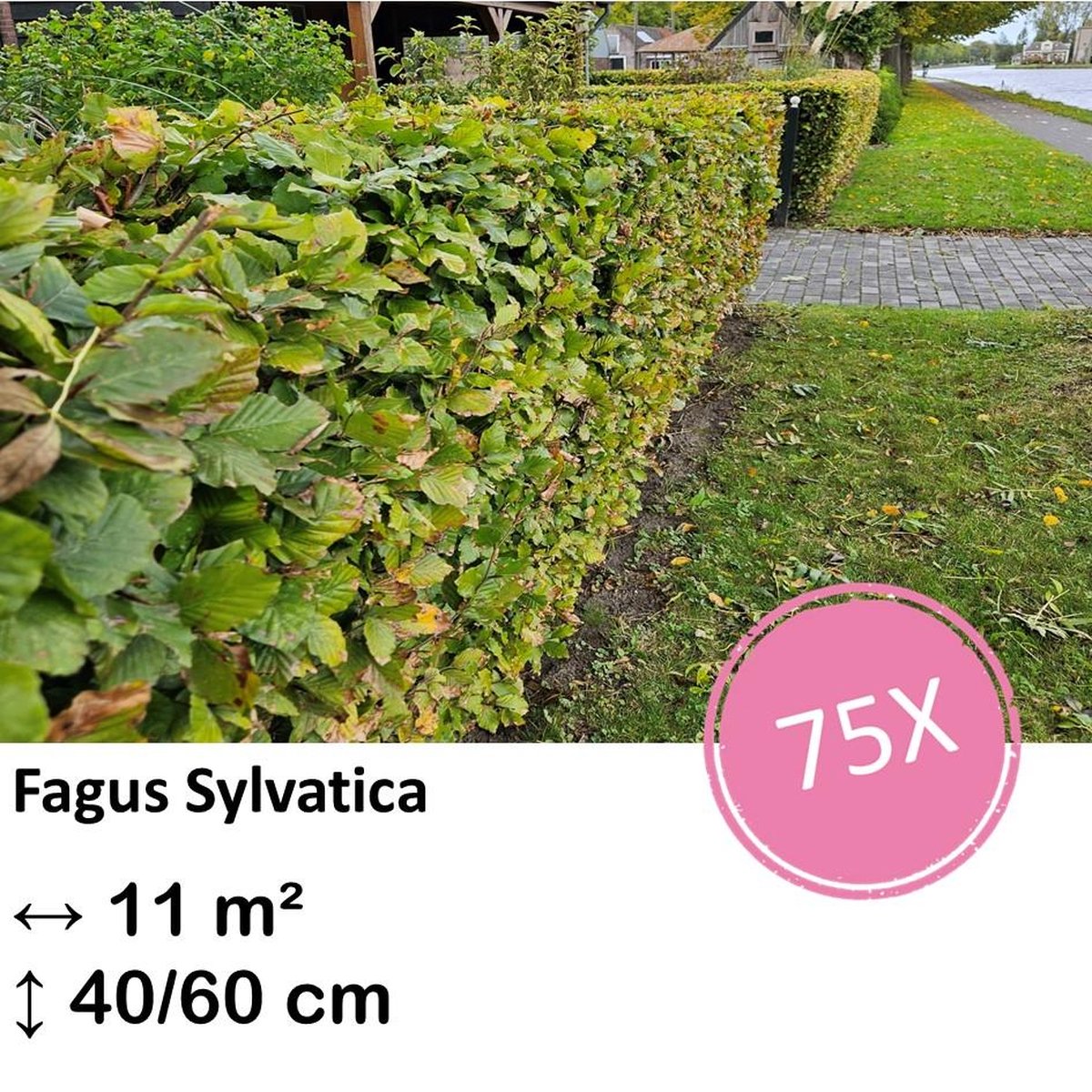 Green Harmony| Fagus sylvatica - Kale wortel