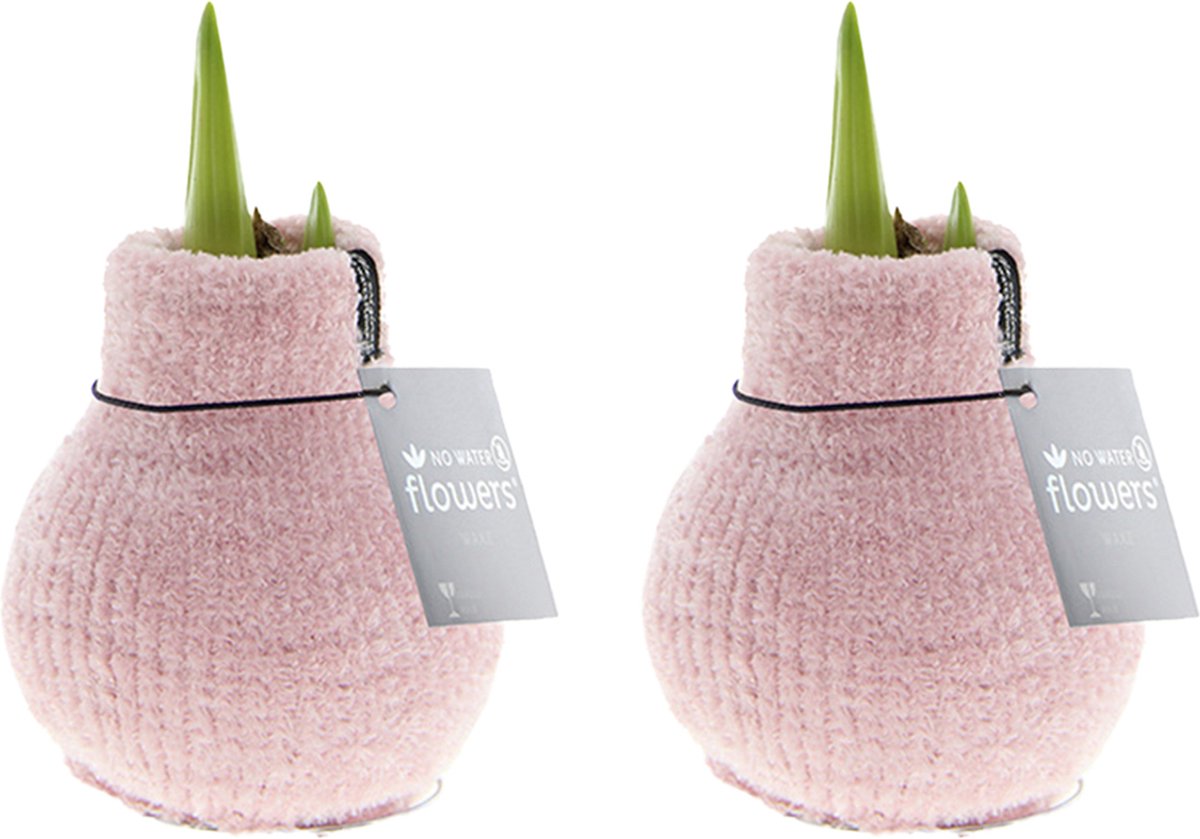 Bloomique - Set van 2 - Amaryllis Bol in Wax - Cozy Roze - Bloembol - No Water Flowers - Kerstversiering - Hoogte 15-25 cm bij Levering - Groeit tot 40-60 cm - 10 cm diameter