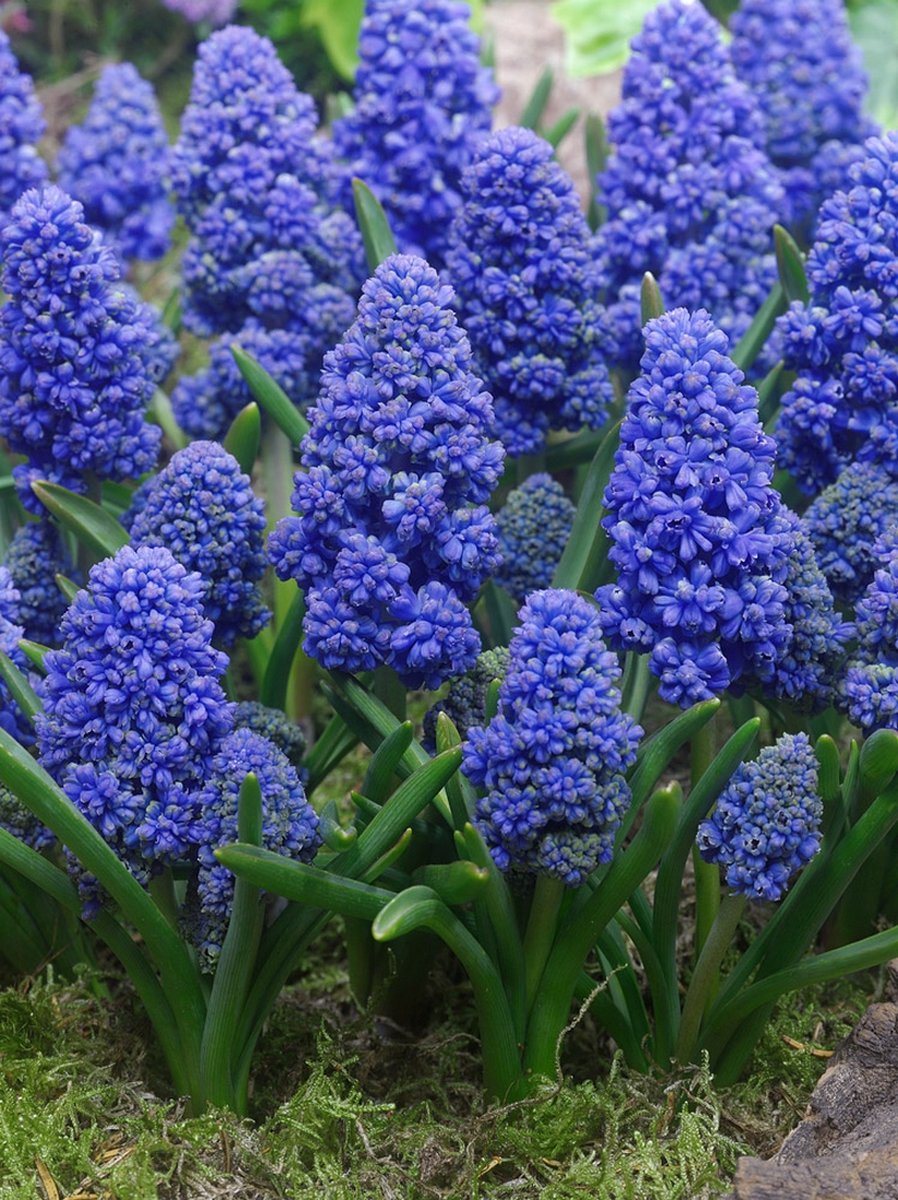 200x Blauwe druifjes 'Muscari blue spike armeniacum' - BULBi® Bloembollen met bloeigarantie