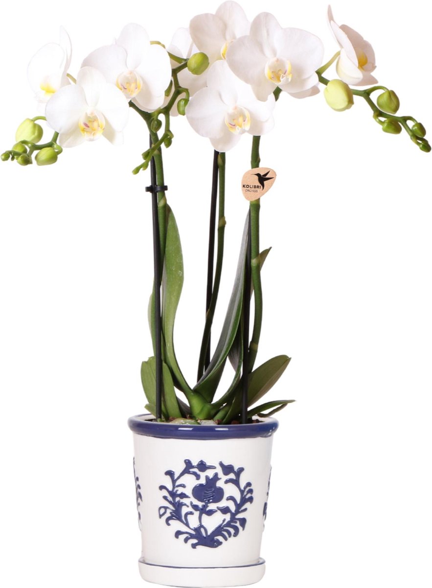 Kolibri Orchids | witte orchidee Amabilis + Malaga sierpot blauw - potmaat Ø9cm | bloeiende kamerplant - vers van de kweker
