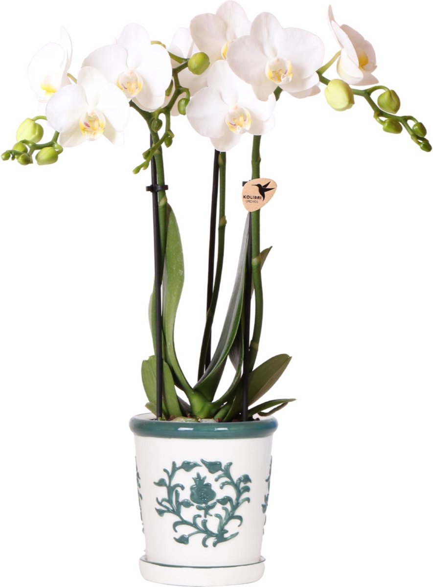 Kolibri Orchids | witte orchidee Amabilis + Malaga sierpot groen - potmaat Ø9cm | bloeiende kamerplant - vers van de kweker