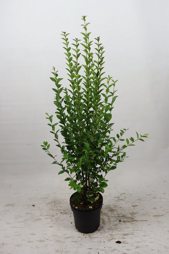 Haagliguster 100-125 cm (in pot) - Ligustrum ovalifolium - Ø26 cm | bol