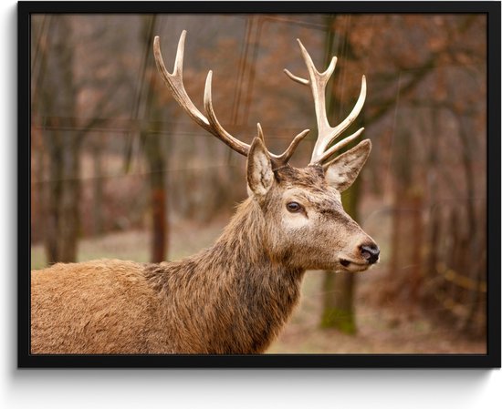 Affiche encadrée - Cadre photo 80x60 cm - Posters - Cerf - Animal - Forêt - Automne - Tête de cerf - Marron - Nature - Affiche encadrée noire - Décoration - Décoration murale salon - Décoration murale chambre