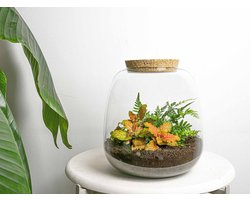 Planten terrarium - Emma Mini - DIY kit - ↑ 20 cm - Ø 19 cm