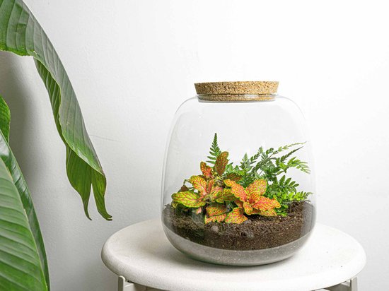 Emma Mini - DIY Planten terrarium - Ecosysteem plant - Ø 19 cm ↑ 20