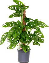 Bloomique - Monstera Adansonii met Mosstok - Monkey Leaf - Kamerplanten - Luchtzuiverend - Gemakkelijk in onderhoud - Hoogte 70-80 cm - Pot 17 cm