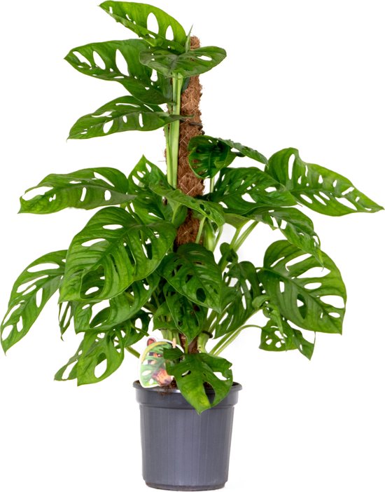 Bloomique - Monstera Adansonii met Mosstok - Monkey Leaf - Kamerplanten -...