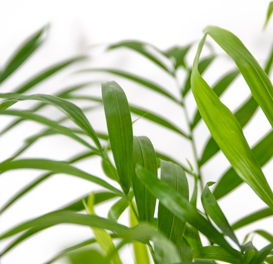 Gedetailleerde close-up van de weelderige, groene bladeren van een kamerplant.