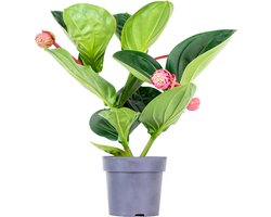 Bloomique - Medinilla magnifica 'Flamenco' – Trosbloem – Kamerplant – Onderhoudsvriendelijk – - 50-60 cm - Pot 17 cm - Hoogte 50-60 cm