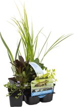 Bloomique - Set van 6 - Zuiverende Vijverplanten - Acorus, Carex, Hippuris, Iris, Sparganium, Typha - Vijverzone 1 & 2 - 15-25 cm Hoog - Pot 9 cm