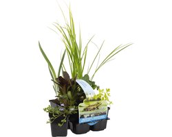 Bloomique - Set van 6 - Zuiverende Vijverplanten - Acorus, Carex, Hippuris, Iris, Sparganium, Typha - Vijverzone 1 & 2 - Hoogte 15-25 cm - Pot 9 cm