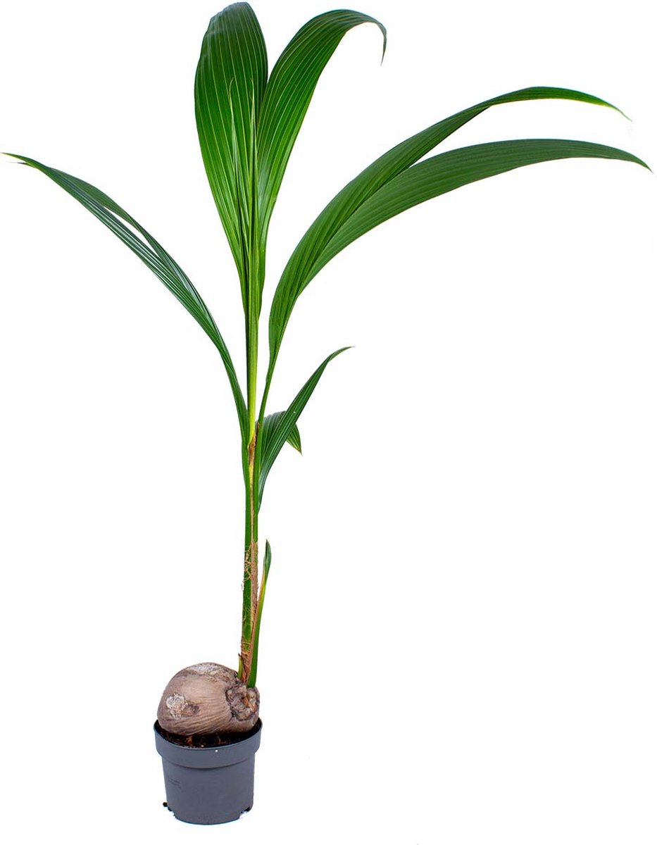 Bol.com Bloomique - Cocos Nucifera - Kokospalm - Kamerplanten - Luchtzuiverend - Diervriendelijk - Hoogte 70-90 cm - Pot 19 cm aanbieding