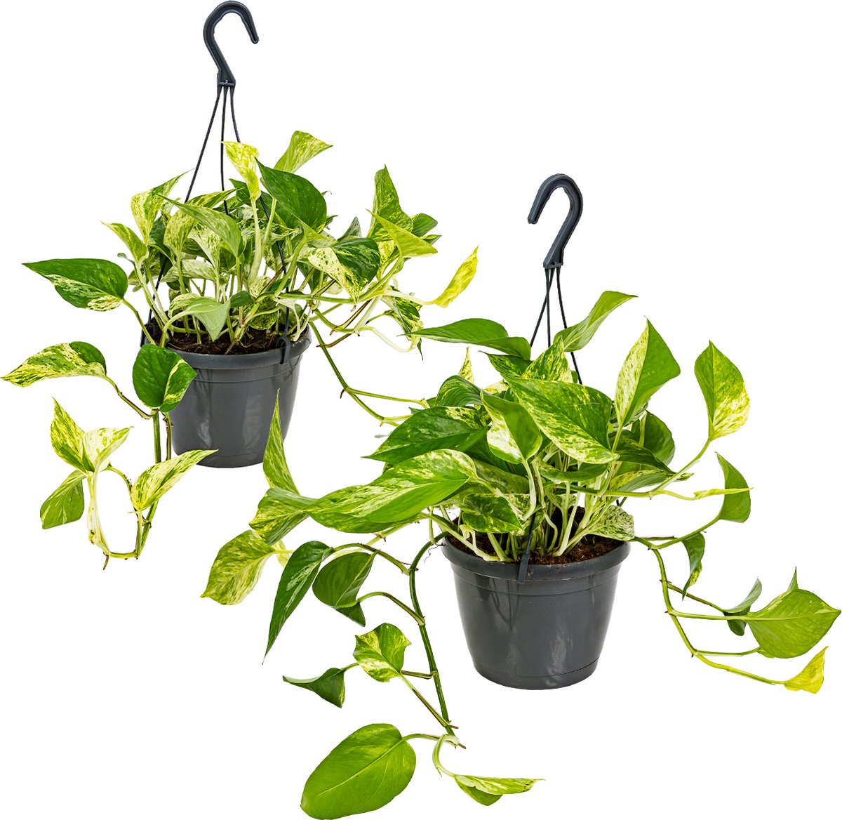 Bol.com Bloomique - Set van 2 - Scindapsus Marble Queen - Drakenklimop - Hangplant - Ook geschikt als Klimplant - Kamerplanten -... aanbieding