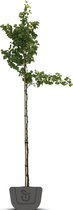 Judasboom | Cercis siliquastrum | Spil: 175-200 cm