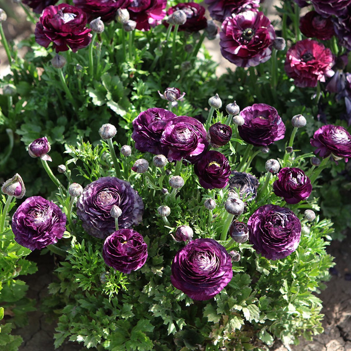 Ranunculus Aviv paars | 10 stuks | Paars | Snijbloem