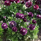 Ranunculus Aviv paars | 10 stuks | Bloembollen | Knol | Snijbloem | Paars | Top kwaliteit Ranonkel Knollen | 100% Bloeigarantie | QFB Gardening