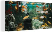 Canvas Schilderij Kleine visjes in een aquarium - 80x40 cm - Wanddecoratie