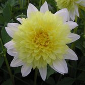 Dahlia Freya's Paso Doble