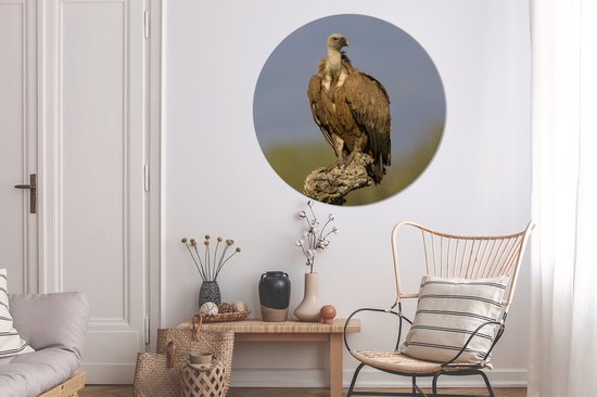 Jeune vautour fauve sur la branche d'un chêne-liège Cercle mural en plastique Assiette ⌀ 120 cm - tirage photo sur cercle mural / cercle maison (décoration murale) XXL / Groot format!