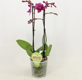 Vleesetende plant van Botanicly – Nepenthes hybrid – Hoogte: 40 cm, 2 takken