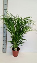 Kamerplant van Botanicly – Goudspalm – Hoogte: 90 cm – Dypsis lutescens