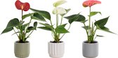 Bloemen van Botanicly – 3 × Flamingoplant – Hoogte: 15 cm – Anthurium