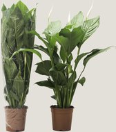 Kamerplant van Botanicly – Lepelplant  in sierpot 1 als set – Hoogte: 75 cm – Spathiphyllum Sweet Lauretta