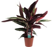 Calathea Elgergrass duo - Hoogte ↕ 50cm - Pot ∅ 17cm