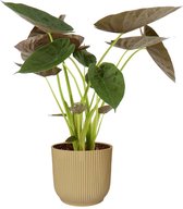 Alocasia Wentii in ELHO Vibes (geel) ↨ 75cm - planten - binnenplanten - buitenplanten - tuinplanten - potplanten - hangplanten - plantenbak - bomen - plantenspuit
