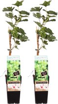 Duo Vitis Bianca (druif) ↨ 55cm - 2 stuks - hoge kwaliteit planten