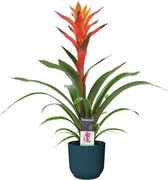 Decorum Guzmania Variada in ELHO ® Vibes Fold Rond (diepblauw) ↨ 60cm - planten - binnenplanten - buitenplanten - tuinplanten - potplanten - hangplanten - plantenbak - bomen - plan