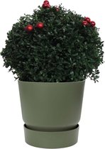Ilex crenata Stokes X-mas in Elho® Greenville outdoorpot (groen) ↨ 45cm - planten - binnenplanten - buitenplanten - tuinplanten - potplanten - hangplanten - plantenbak - bomen - plantenspuit