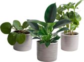 Trio ‘Gezellig Groen’ in Laos keramiek (grijs) ↨ 20cm - 3 stuks - hoge kwaliteit planten