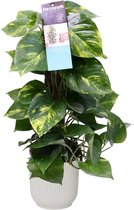 Scindapsus Mosstok 50 cm in ELHO Vibes Fold Rond (zijdewit) ↨ 50cm - hoge kwaliteit planten
