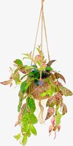 Kokodama Aeschynanthus ↨ 30cm - hoge kwaliteit planten