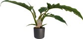 Philodendron Narrow Escape Feel Green met Elho B.for soft antracite ↨ 45cm - hoge kwaliteit planten