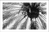 Walljar - Close-up Palmboom Onderkant - Zwart wit poster