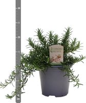 Kruid van Botanicly – Rozemarijn – Hoogte: 15 cm – Rosmarinus Prostrata