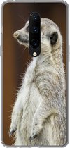 Geschikt voor OnePlus 7 Pro hoesje - Stokstaartje - Dier - Wild - Siliconen Telefoonhoesje