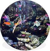 WallCircle - Wandcirkel - Muurcirkel - Kleurrijk aquarium - Aluminium - Dibond - ⌀ 90 cm - Binnen en Buiten