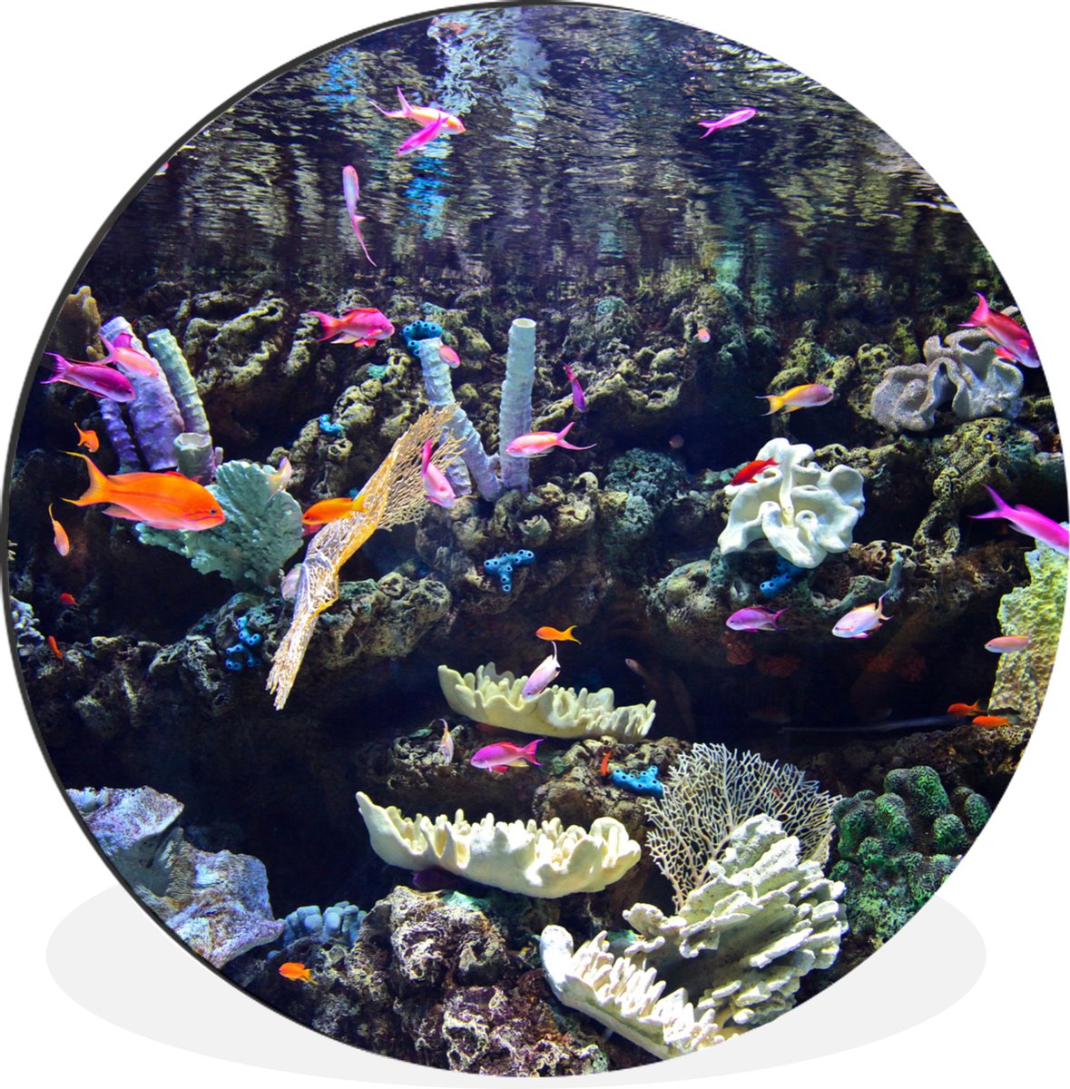 WallCircle - Wandcirkel - Muurcirkel - Kleurrijk aquarium - Aluminium - Dibond - 30x30 cm - Binnen en Buiten