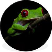 WallCircle - Cercle Mural - Cercle Mural - Grenouille aux Yeux Rouges sur Fond Noir - Aluminium - Dibond - 30x30 cm - Intérieur et Extérieur