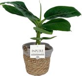ZynesFlora - Musa Dwarf in Mandje - Bananenplant - Ø 12 cm - Hoogte: 30 cm - Luchtzuiverend - Kamerplant