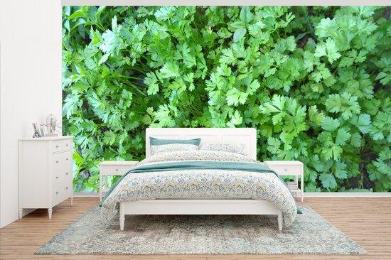 Papier peint - Papier peint photo Image remplie de persil vert - Largeur 500 cm x Hauteur 280 cm