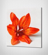 Orange Flower Canvas - 20 x 20 cm - Bloemen - Schilderij - Canvas - Slaapkamer - Wanddecoratie  - Slaapkamer - Foto op canvas